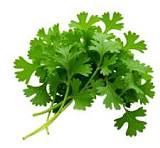 Coriander