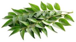 Curry leaves